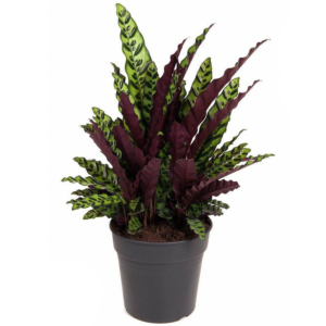 calathea planten voor kantoor