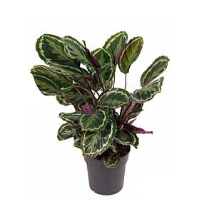 Calathea Medaillon kantoorbeplanting

