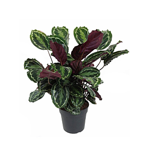 calathea plant voor kantoor
