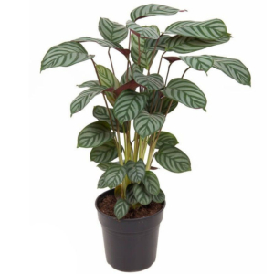 Calathea planten