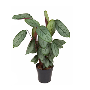 Calathea Silverstar plant