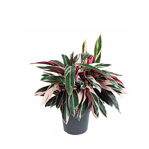 Calathea Stromante Triostar