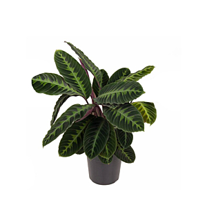 Calathea Warscewiczii paars blad