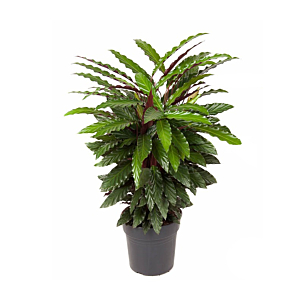Calathea Wavestar kamerplant