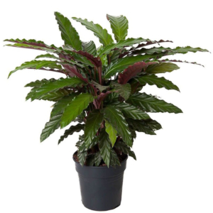 Calathea kantoorplanten