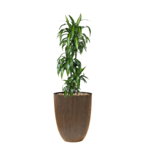 grote dracaena in bloempot capi goud
