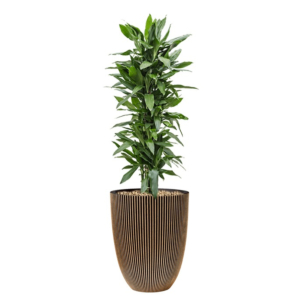 capi pot met dracaena in pot goud
