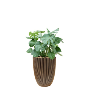 Monstera in capi pot goud
