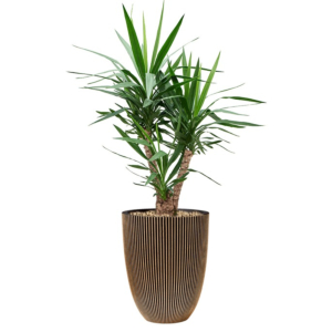 yucca in capi pot goud