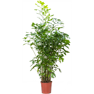 Caryoto grote kantoorpalm