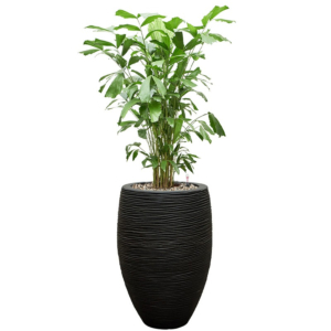 Caryota palm met waterreservoir