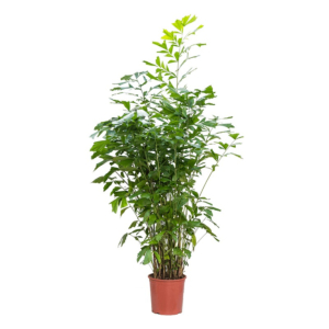 caryota kantoorpalm