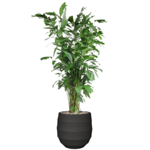 caryota mitis in pot zwarte pot