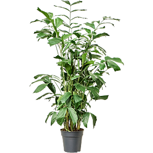 Caryota schaduwplant