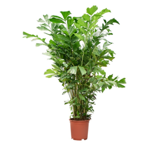 caryota palm voor kantoor