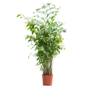 Caryota schaduwpalm