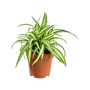 Chlorophytum goedkope kantoorplant