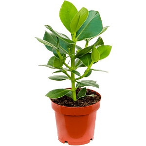 Goedkope kamerplanten - clusia
