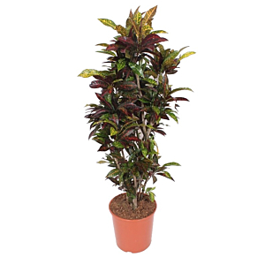 grote Croton