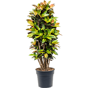 Croton gekleurd blad