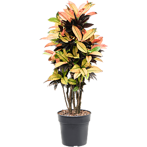 Croton kleurrijke plant