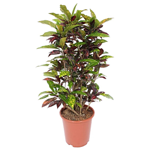 croton plant voor kantoor