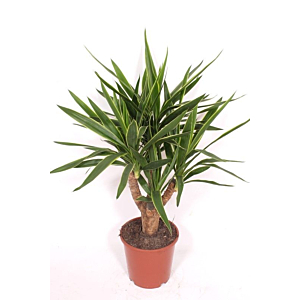 Yucca elephantipes 'Puck'