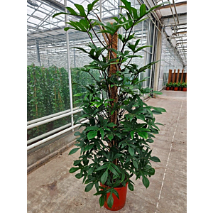 Philodendron pedatum