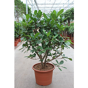 Ficus Cyathistipula