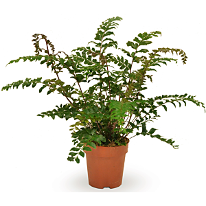 Didymochlaena truncatula varen, goedkope kamerplanten