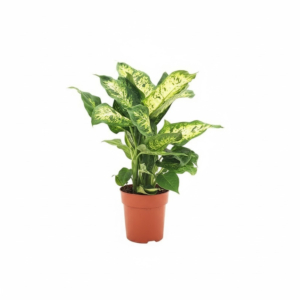 Dieffenbachia Compacta, goedkope kamerplant