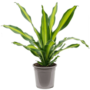 Dracaena fragrans 'Burley'