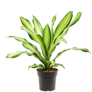 Dracaena fragrans Charley makkelijke kantoorplant

