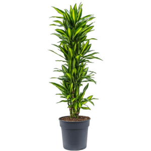 Dracaena fragrans cintho, kantoorplant