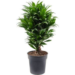Dracaena fragrans compacta kantoorplant