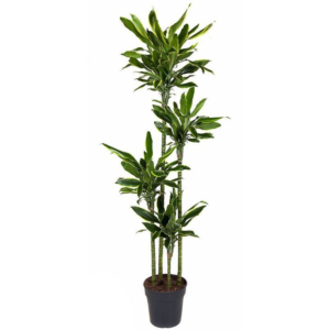 Dracaena Gold Coast grote plant