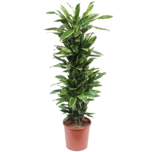 Dracaena Golden Coast makkelijke plant