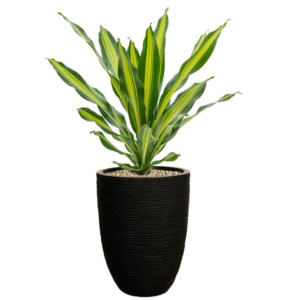 Dracaena in bloempot met waterbuffer