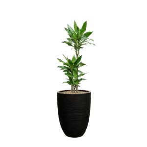 dracaena in bloempot met watermeter