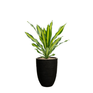 dracaena in bloempot capi