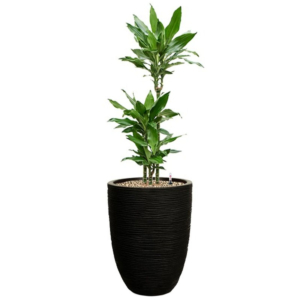 dracaena in bloempot met watermeter