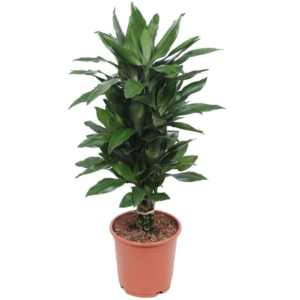 Dracaena Janet Lind