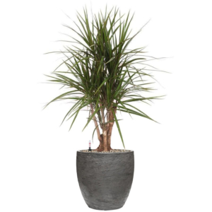 Dracaena marginata in grijze pot
