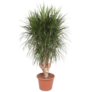 Dracaena marginata