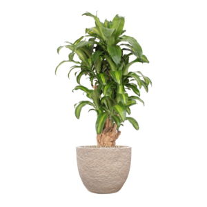 Dracaena Massangeana