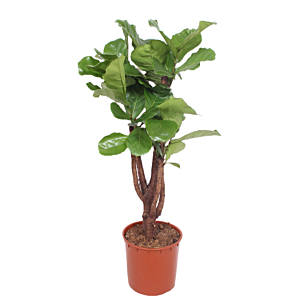 Ficus Lyrata
