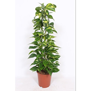 Epipremnum Aureum