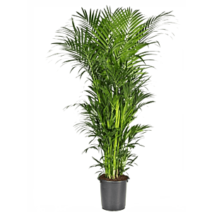 Elegante Kentia palm entree