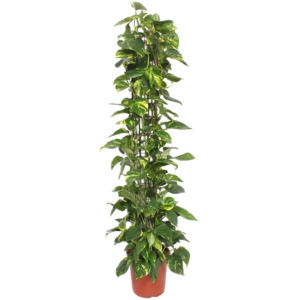 grote kamerplant Epipremnum Aureum
