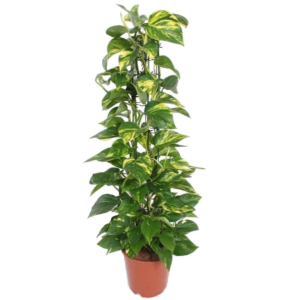 Epipremnum Aureum